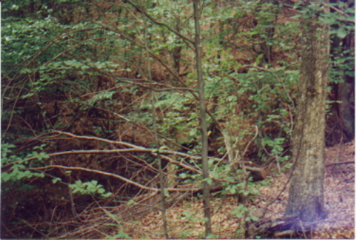 hn-3.jpg (81332 bytes)